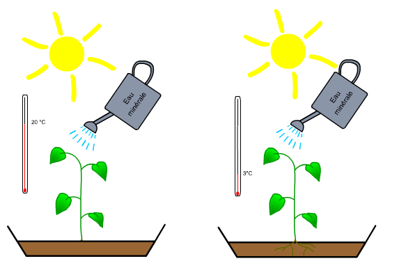 Correction activité 2 : SCHEMAS Expérience permettant de prouver qu une plante a besoin d eau : POT AVEC EAU Terre Expérience permettant de prouver qu une plante a besoin de terre : POT AVEC TERRE