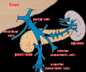 Obstacle à la perfusion du foie liver foie portal veine porte vain umbilical veine ombilicale vain pancreas pancréas