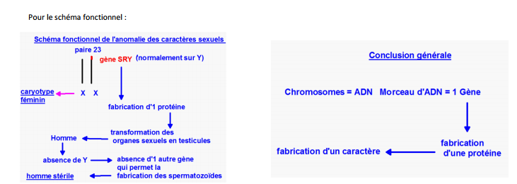 Bilan : Les chromosomes sont constitués d ADN.