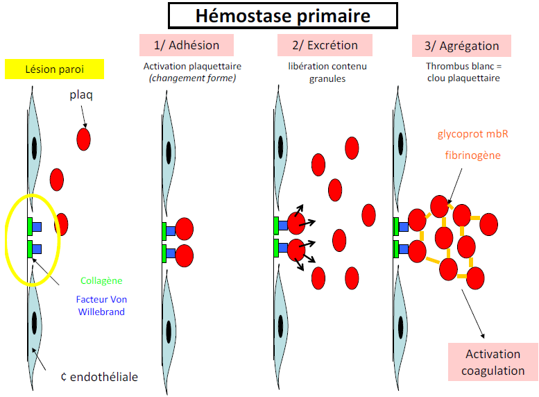 V. Les Plaquettes A. Morphologie Plaquette = Thrombocytes Petit disque sans noyau.