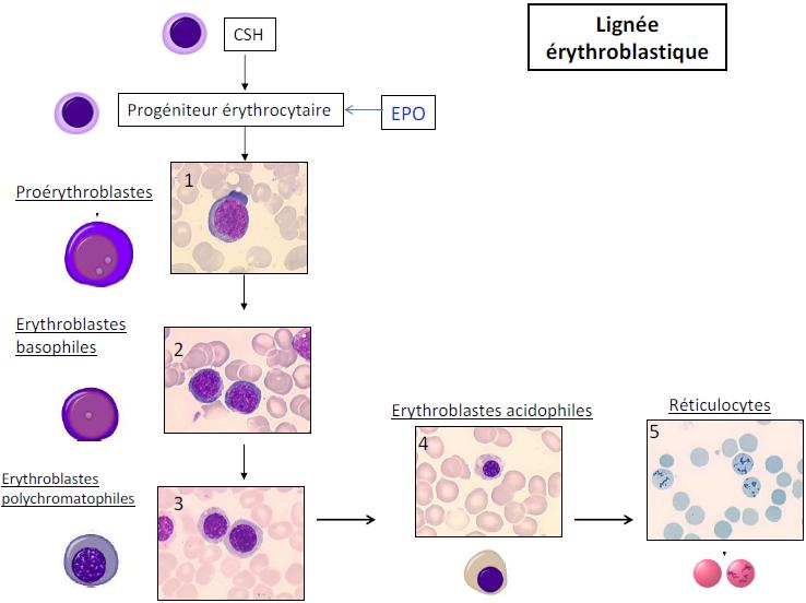 D. Formation des Érythrocytes 1) Définitions : 1- Hématopoïèse = formation des cellules sanguines à partir de Cellules Souches Hématopoïétiques (CSH) 2- Lignée = ensemble de cellules (précurseurs) à