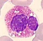 2) Spécificités Neutrophiles 1,7 7 Giga/L => les plus nombreux Dosage du Pool circulant/marginé (accroché à la paroi des vaisseaux) (50/50) Cytoplasme peu coloré : contenant beaucoup de granulation