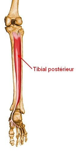 TIBIAL postérieur Appartient au plan profond de la loge post de la jambe Tendu des 2 os de la jambe à la plante du pied Forme la partie médiale de l étrier tendineux du pied ORIGINE (par des fibres