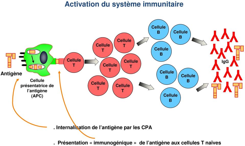 YYY IgG. Internalisation de l antigène par les CPA.