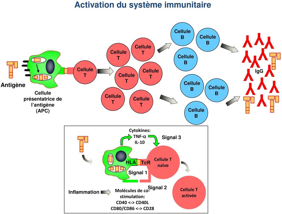 Signal 3 HLA cr Signal 1 naïve Inflammation Signal 2