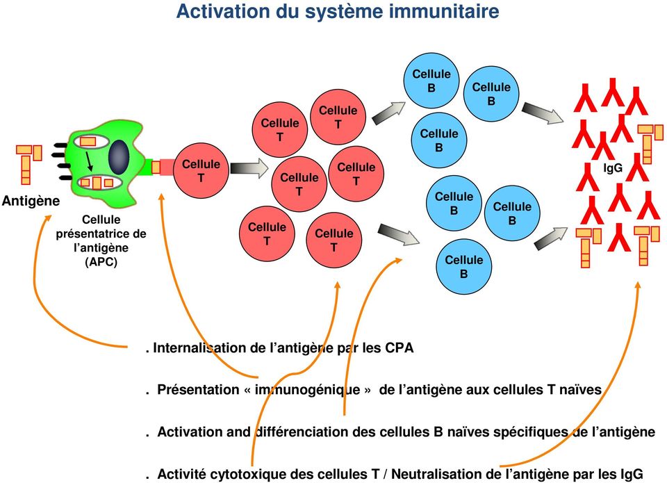 Présentation «immunogénique» de l antigène aux cellules naïves.