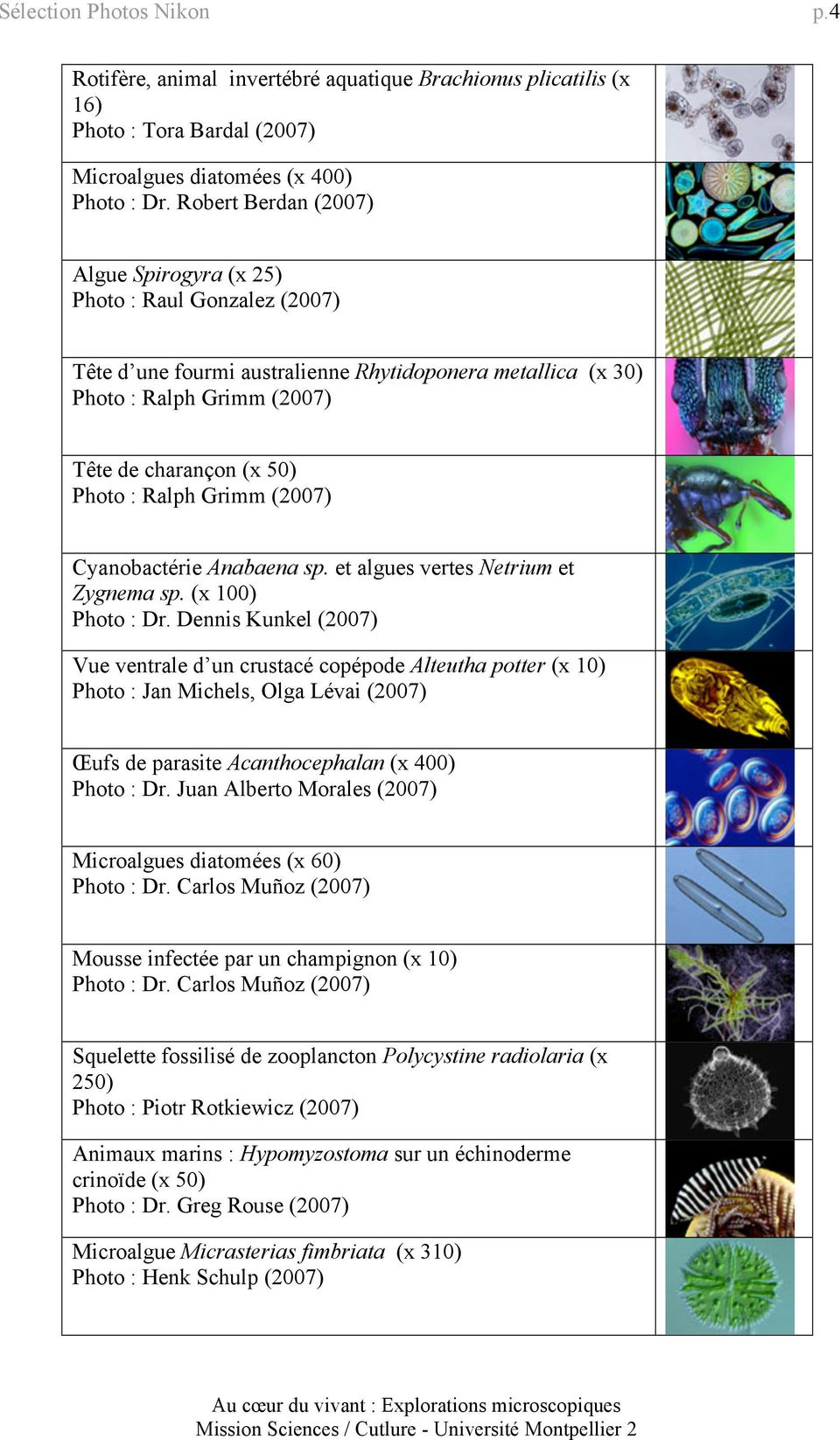 Ralph Grimm (2007) Cyanobactérie Anabaena sp. et algues vertes Netrium et Zygnema sp. (x 100) Photo : Dr.