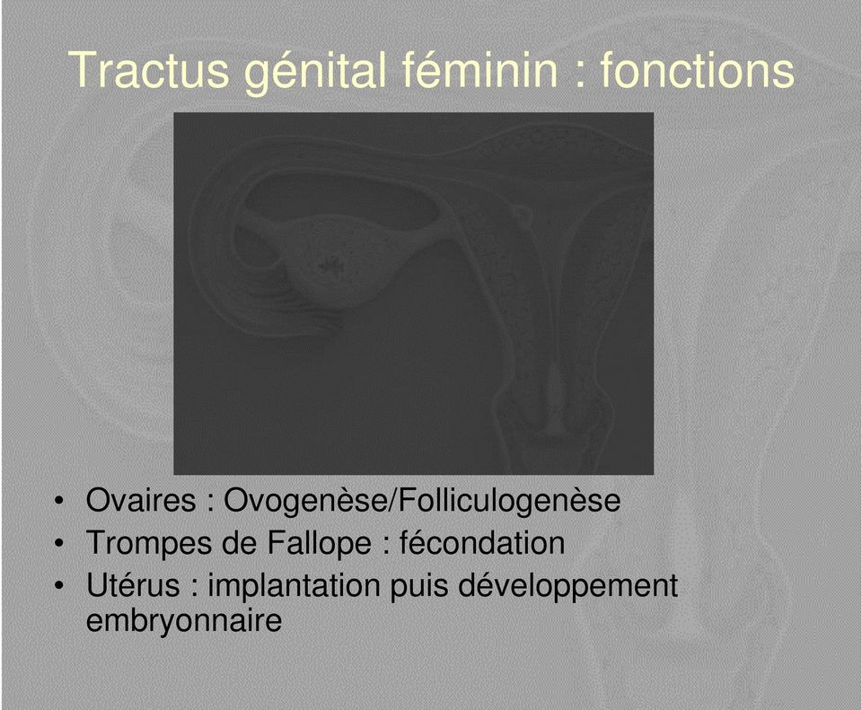 Trompes de Fallope : fécondation Utérus