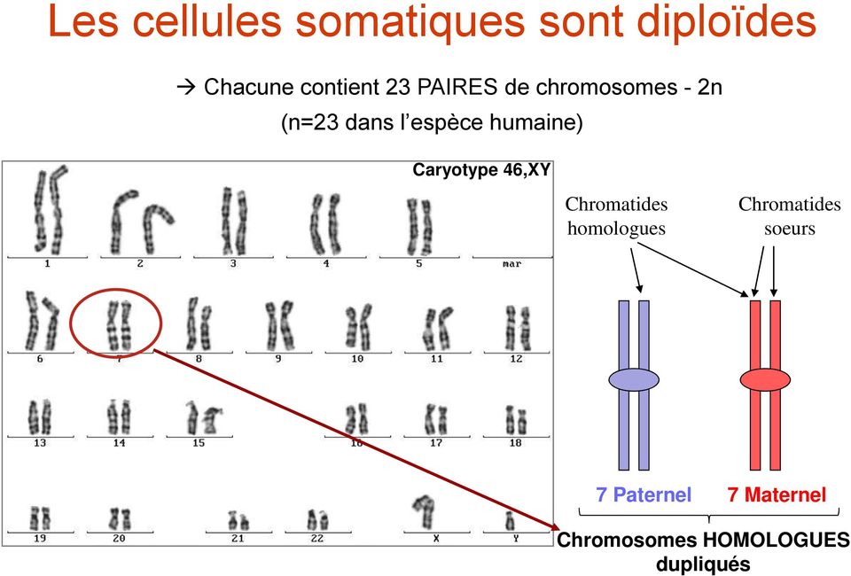 humaine) Caryotype 46,XY Chromatides homologues