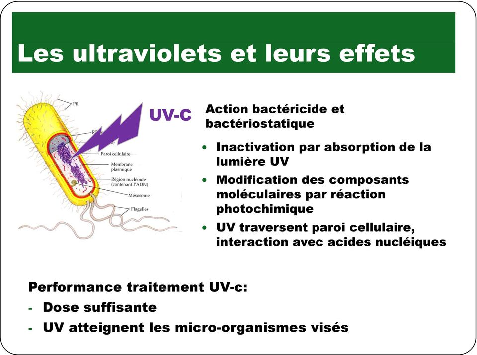 par réaction photochimique UV traversent t paroi cellulaire, l interaction avec acides