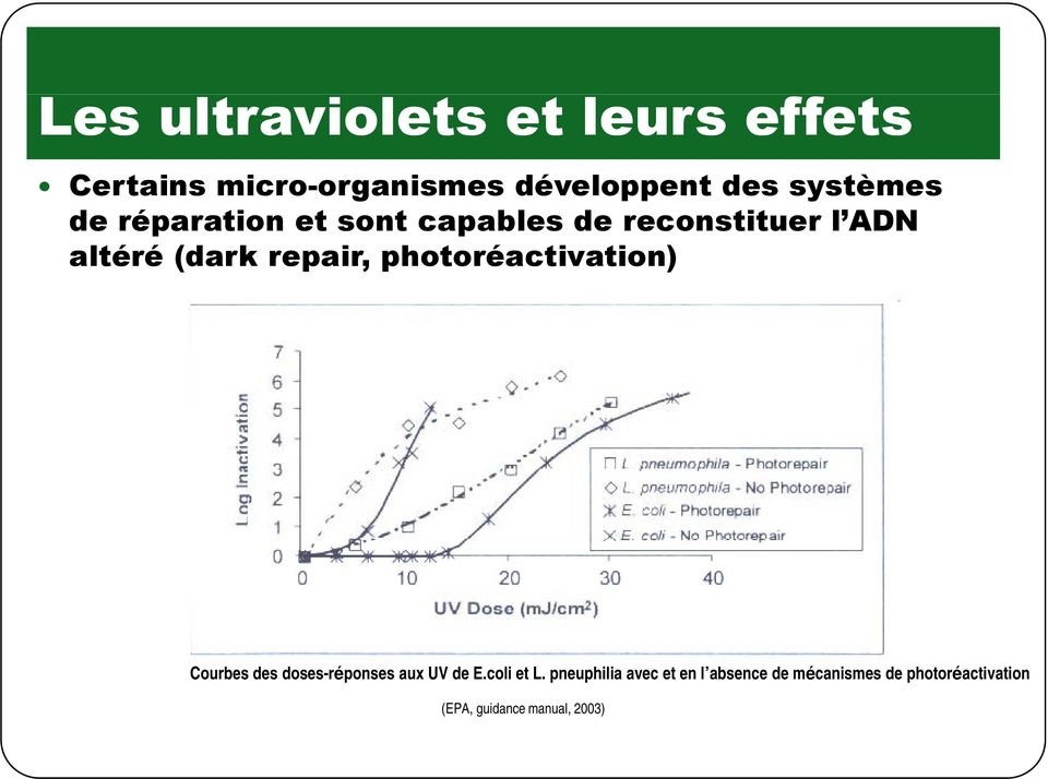 repair, photoréactivation) Courbes des doses-réponses aux UV de E.coli et L.