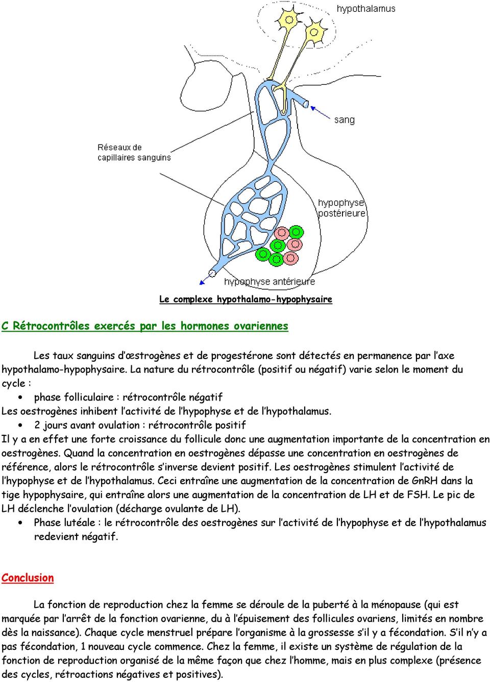 La nature du rétrocontrôle (positif ou négatif) varie selon le moment du cycle : phase folliculaire : rétrocontrôle négatif Les oestrogènes inhibent l activité de l hypophyse et de l hypothalamus.