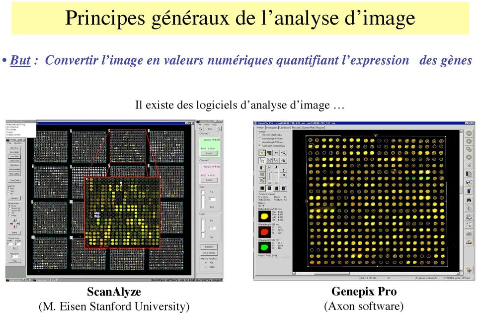gènes Il existe des logiciels d analyse d image ScanAlyze