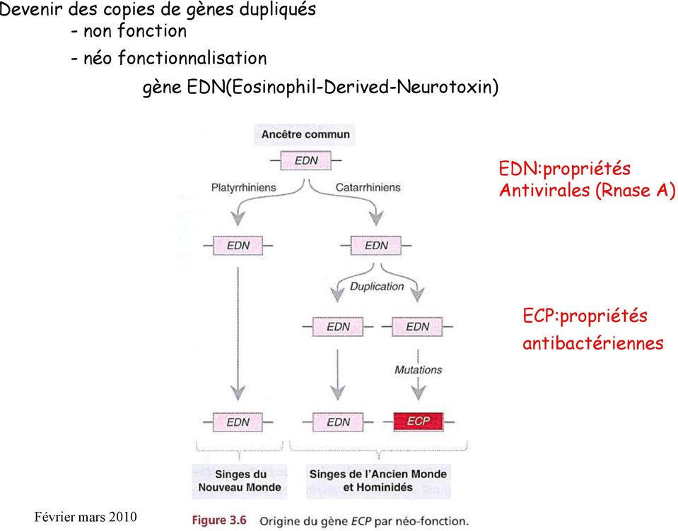 EDN(Eosinophil-Derived-Neurotoxin)
