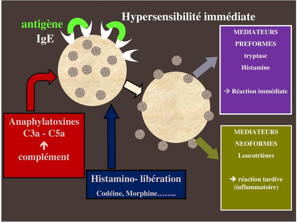 C5a complément MEDIATEURS NEOFORMES Leucotriènes Histamino-