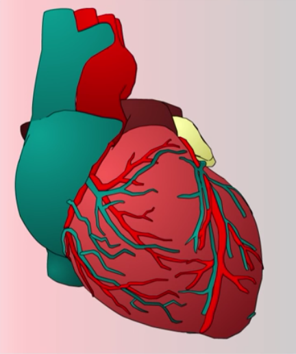 LA FONCTION CARDIO-VASCUALIRE Le coeur est un organe musculaire creux en forme de poire situé entre les poumons, au milieu du thorax il est le moteur du système cardiovasculaire son rôle est de