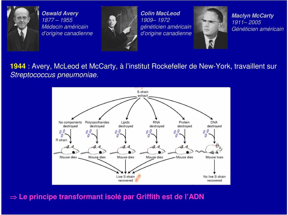 américain 1944 : Avery, McLeod et McCarty, à l institut Rockefeller de New-York,