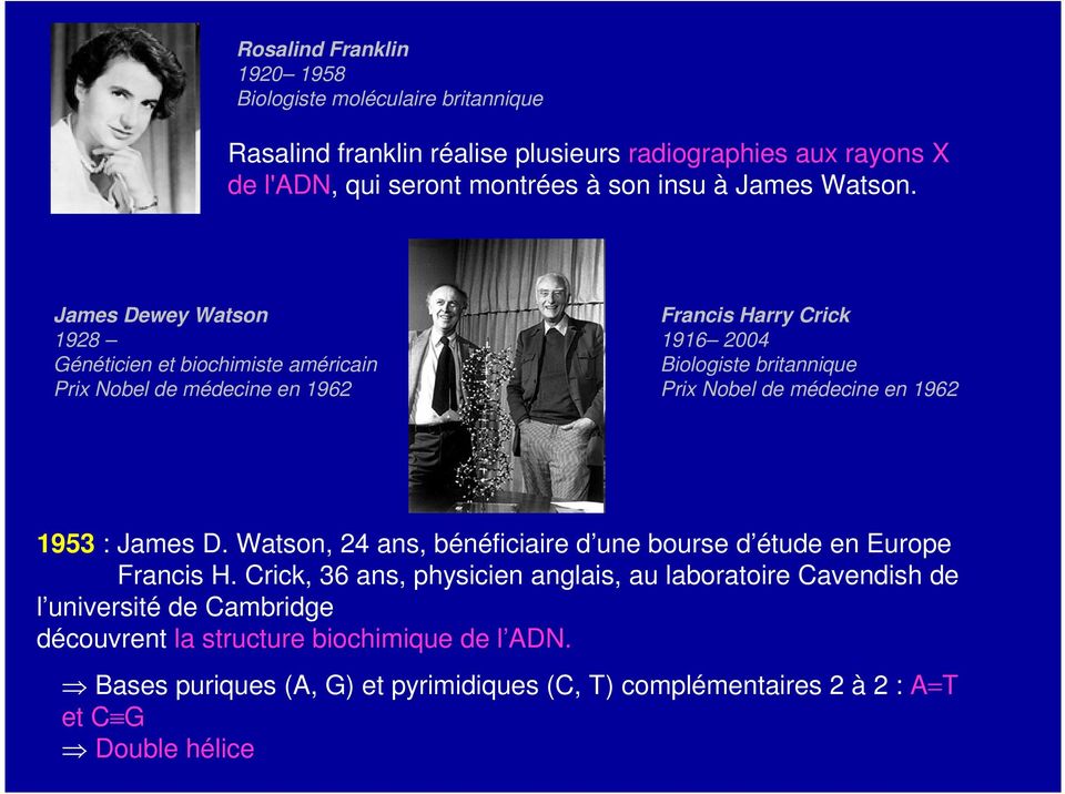 James Dewey Watson 1928 Généticien et biochimiste américain Prix Nobel de médecine en 1962 Francis Harry Crick 1916 2004 Biologiste britannique Prix Nobel de médecine