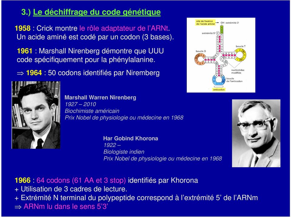 1964 : 50 codons identifiés par Niremberg Marshall Warren Nirenberg 1927 2010 Biochimiste américain Prix Nobel de physiologie ou médecine en 1968 Har Gobind