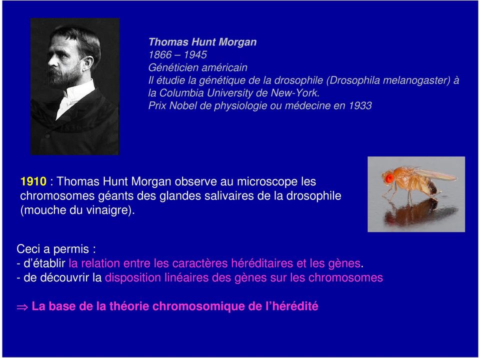 Prix Nobel de physiologie ou médecine en 1933 1910 : Thomas Hunt Morgan observe au microscope les chromosomes géants des glandes
