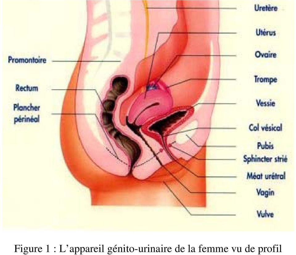 génito-urinaire