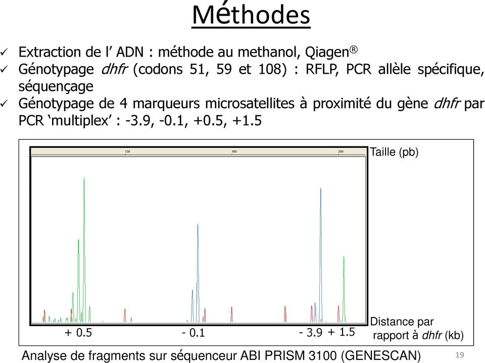 proximité du gène dhfr par PCR multiplex : -3.9, -0.1, +0.5, +1.5 Taille (pb) + 0.5-0.1-3.