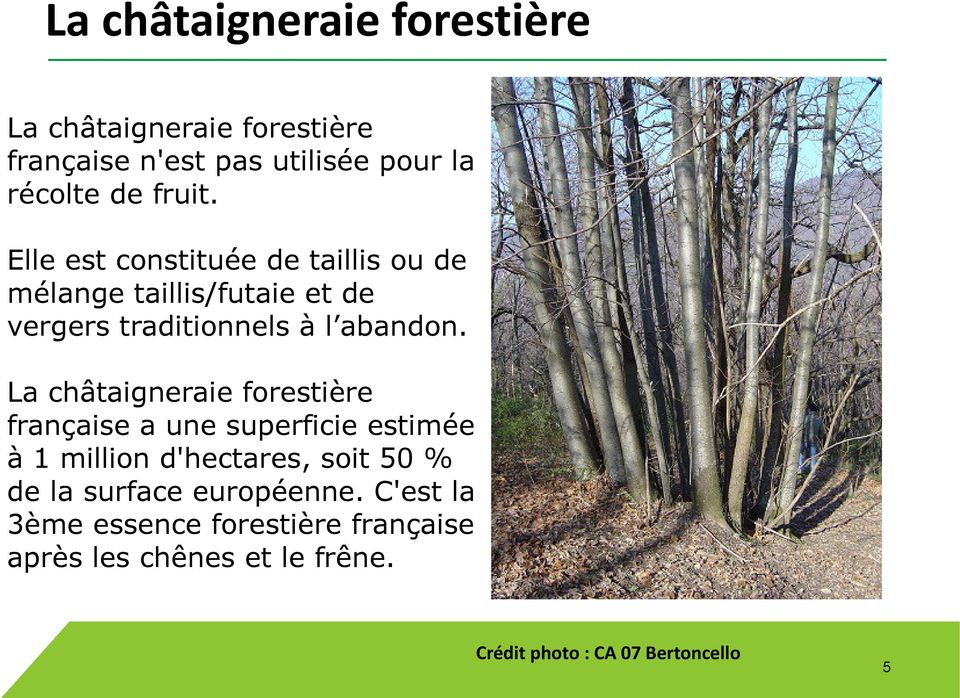 La châtaigneraie forestière française a une superficie estimée à 1 million d'hectares, soit 50 % de la surface