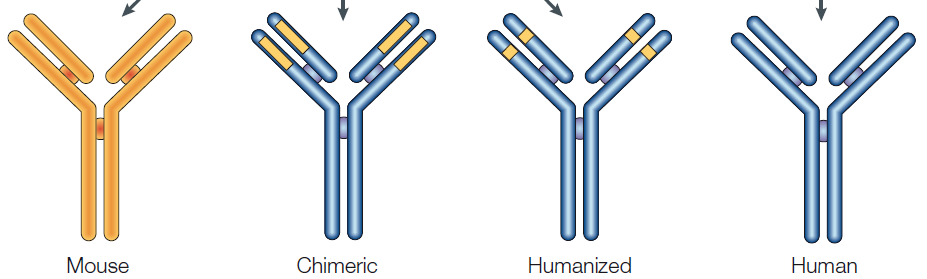 Les anticorps sont produits pour l immunothérapie par des méthodes d ingénierie moléculaire Et ils sont de plus en plus humains!