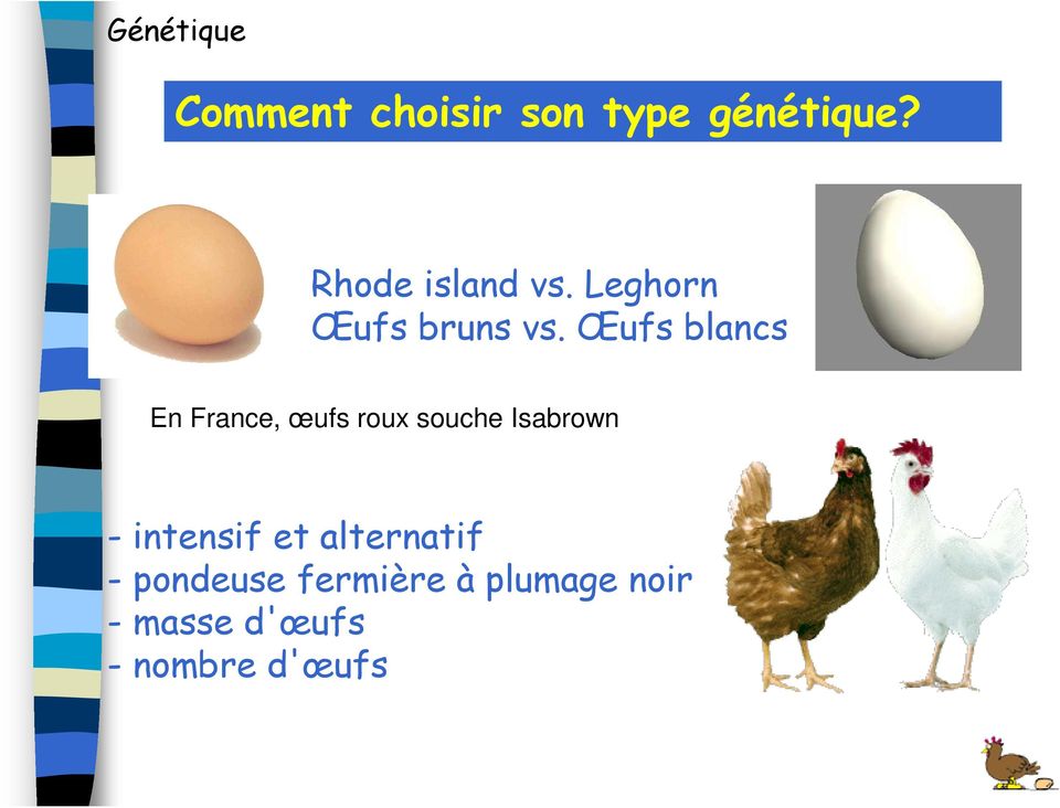 Œufs blancs En France, œufs roux souche Isabrown -