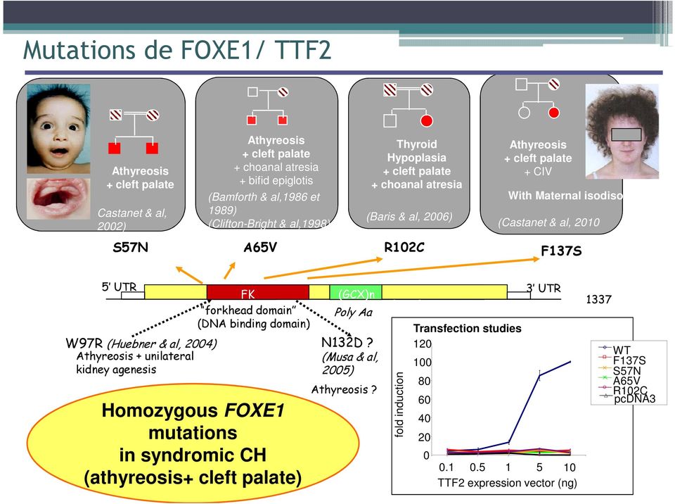 W97R (Huebner & al, 2004) Athyreosis + unilateral kidney agenesis FK forkhead domain (DNA binding domain) Homozygous FOXE1 mutations in syndromic CH (athyreosis+ cleft palate) (GCX)n