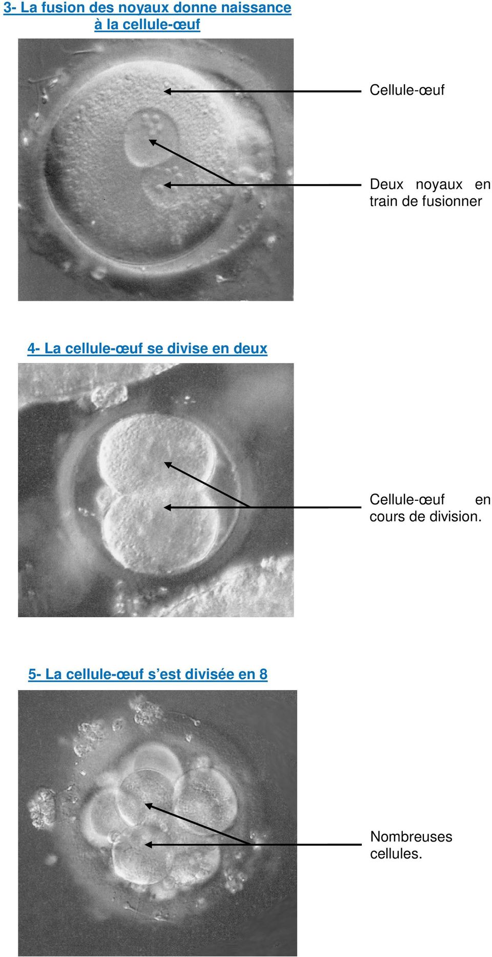 cellule-œuf se divise en deux Cellule-œuf en cours de