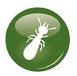 Diagnostic Termites Théorie: vidéoprojecteur Pratique: présentation et observation d'échantillons de bois, d insectes.