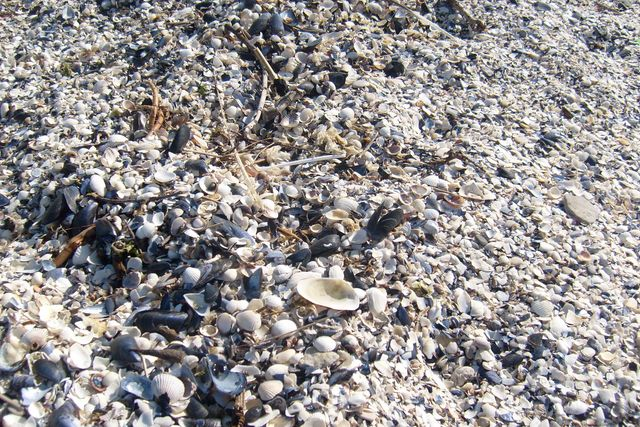 coquilles / débris de coquilles blocs rocheux platier rocheux côte rocheuse falaise Figure 2-1 : Types de morphologie et de matériaux du littoral