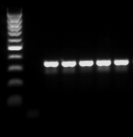 M T- T+ A B C D 346 pb Fig.1 Résultats de l amplification du gène mtlsurrna de P.