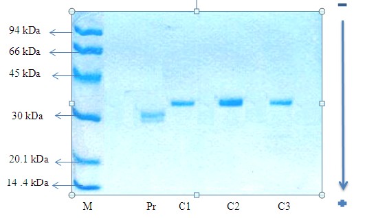 échantillons moins concentré donne le même profil. La présure donne deux bandes dont l une est bien distincte, de taille moléculaire égale à 35 kda Figure 4.
