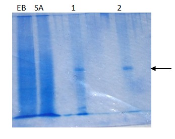Tableau 1 : Analyse de la variance (ANOVA) Les essaies de purification d une amylase à partir des graines germinées de l avoine ont aboutit à visualiser une seul bande à partir de l électrophorèse
