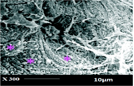 Fig.1 Bone tissue implanted with Strontium-doped bioactive glass.
