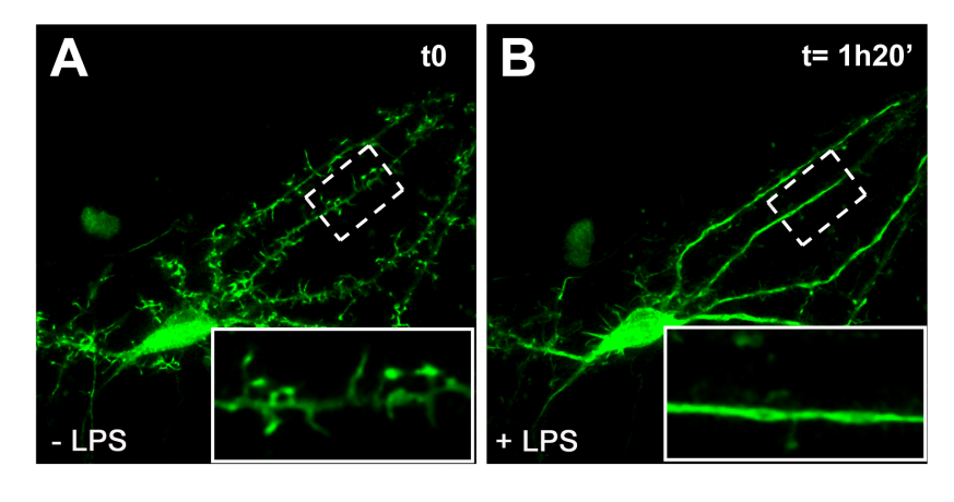 neuronal and astroglial cultures in the absence and presence of LPS Effects of inflammation on the