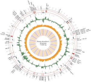 P.17. The Complete Chloroplast and Mitochondrial Genome Sequences of Phoenix dactylifera: Insights into the Evolution Amina Dhieb, Amine Elleuch, Walid kriaa, Nourredine Drira Laboratoire des