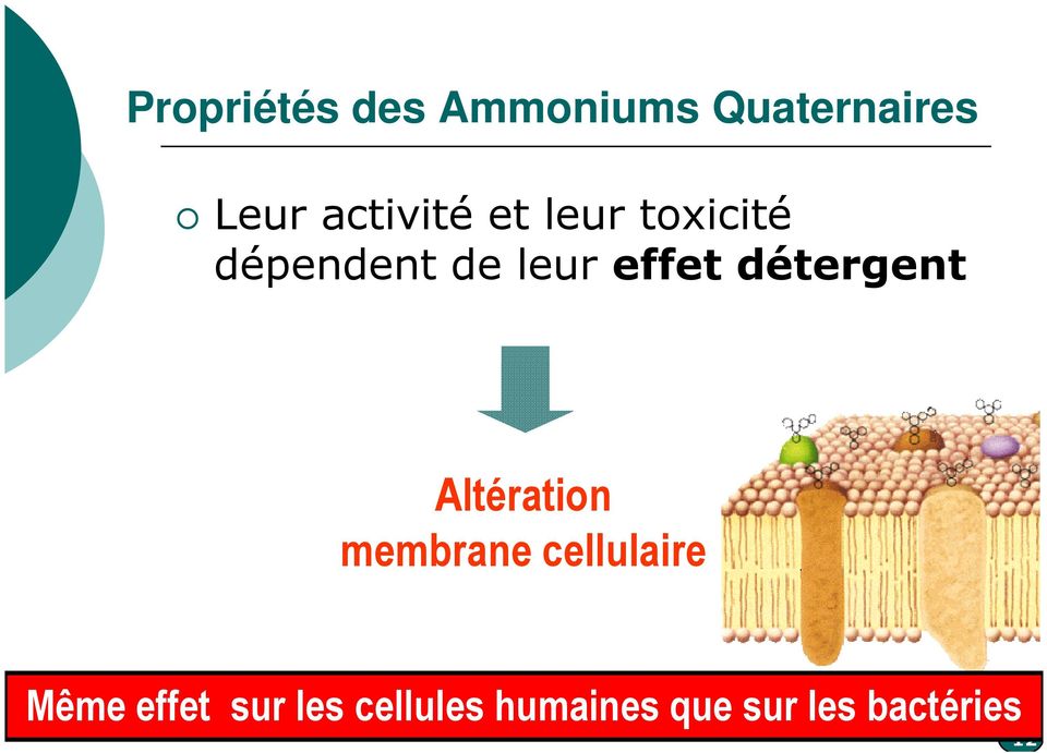 effet détergent Altération membrane cellulaire
