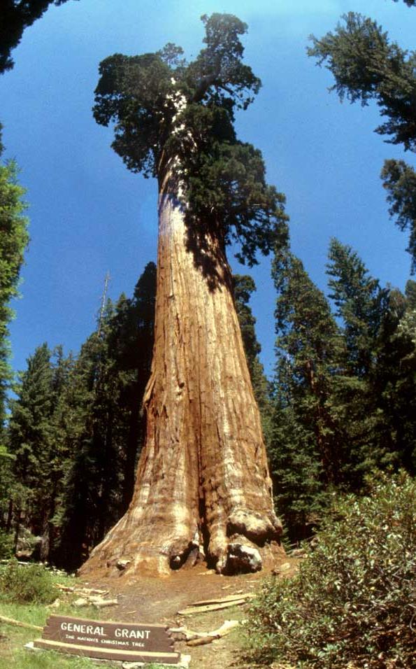 L appareil végétatif Méristèmes secondaires d élargissement Général Grant : Séquoia de 2000 ans -Hauteur 82m -Diamètre 12m M II