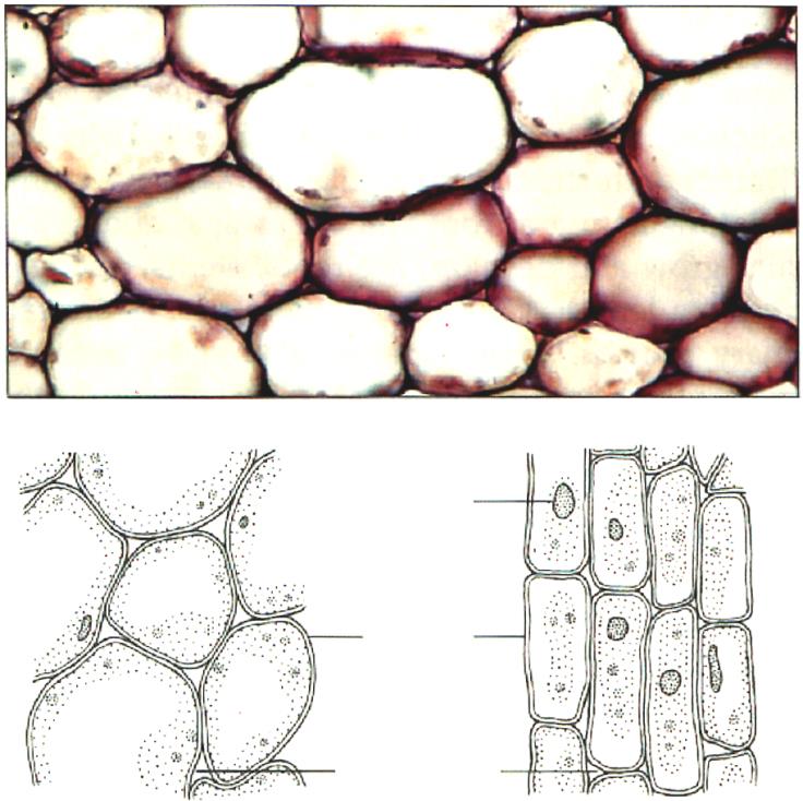 Les tissus primaires Les tissus fondamentaux - Les tissus fondamentaux dérivent du méristème proximal Parenchyme Collenchyme Sclérenchyme a Section transversale noyau Paroi primaire
