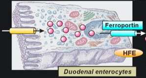 Entérocytes Duodénaux Apo-Tf Fe-Tf Macrophages Tissulaires