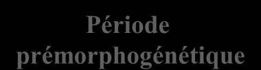Etapes du développement embryonnaire Gamète (n) Ovule Gamète (n) spermatozoïde Période prémorphogénétique Morphogenèse primordiale Morphogenèse