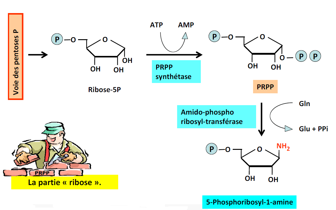 Métabolisme Biosynthèse de novo (= à partir de rien) Construction d un ribonucléotide : Les bases à construire sont : Synthèse du GMP et de l