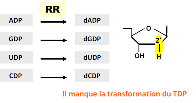 Exemples de deux anticancéreux Appartenant à la classe des anti-métaboliques - Le méthotrexate : inhibition compétitive de la DHFR - La 5-FluoroUracile : transformée en 5-FdUMP pour pouvoir être