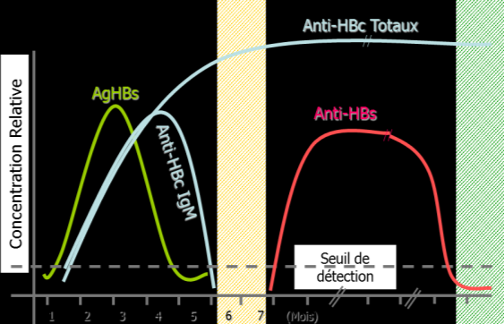 Ag HBs NEGATIF + Ac anti-hbc (IgG) NEGATIF négatif Ag HBs NEGATIF + Ac anti-hbc (IgG) POSITIF + Ac anti-hbs POSITIF (> 10 mui/ml) infection résolue, immunité assurée Ag HBs NEGATIF + Ac anti-hbc