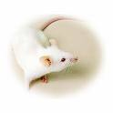 Application: un réseau perturbé par la protéine prion chez la souris Mort de cellules neuronales Pas de signes cliniques