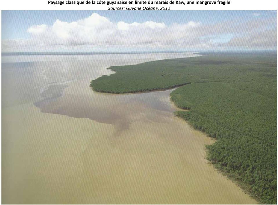 marais de Kaw, une mangrove