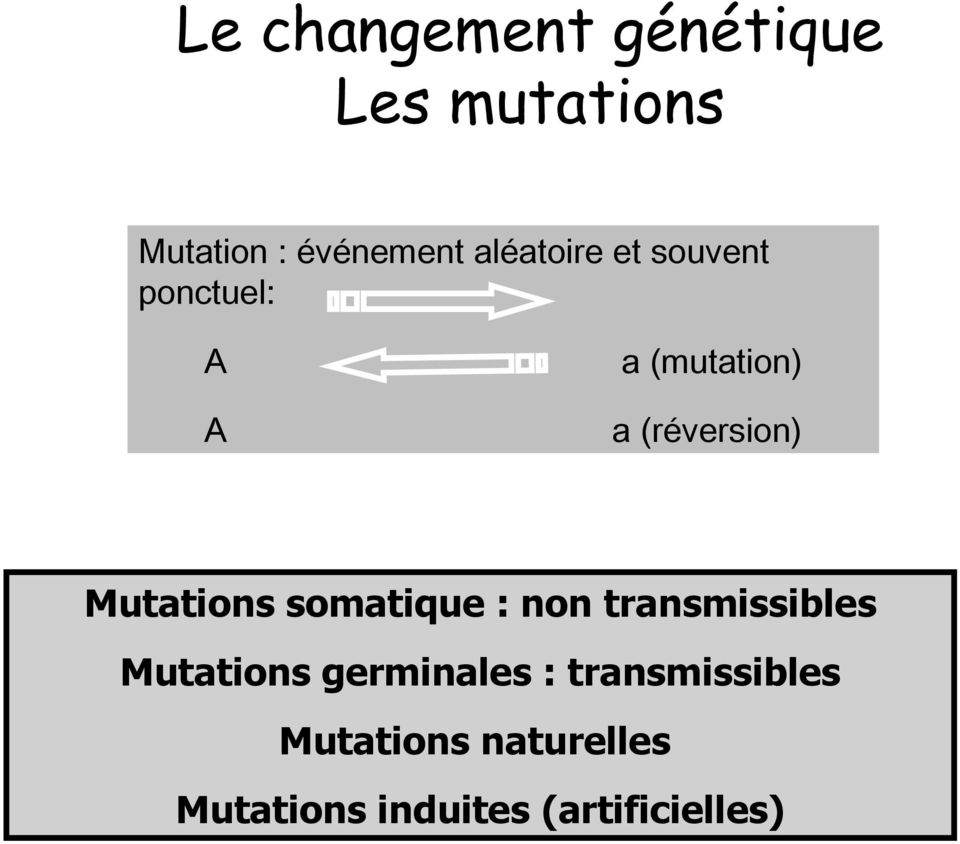 Mutations somatique : non transmissibles Mutations germinales :